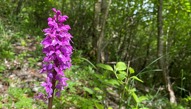 Třešňový sad ukrýval stovky chráněných orchidejí s afrodiziakálními účinky