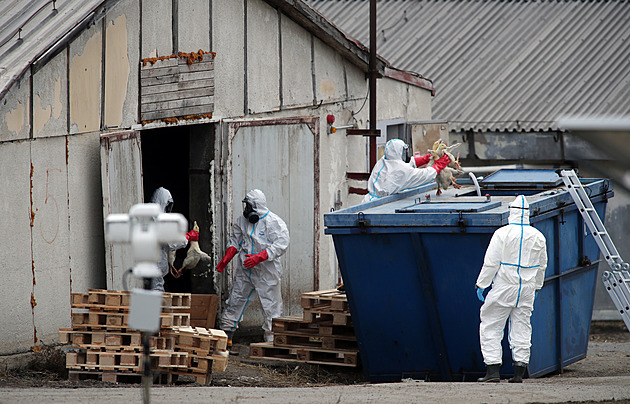 Ptačí chřipka na Třebíčsku. Prozradila ji zelená játra, utratí 20 tisíc kachen