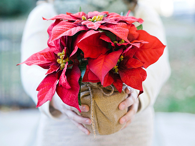 Vánoční hvězda potřebuje správnou péči. Jen tak se na každé svátky rozzáří