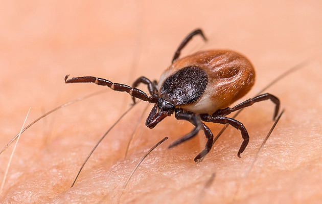Úspěch českých vědců. Borelie si pomáhá při průniku do cév mazanými triky