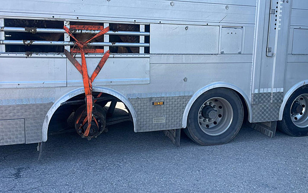 Cizinec mířil na jih Evropy s kamionem plným skotu, návěsu chybělo jedno kolo