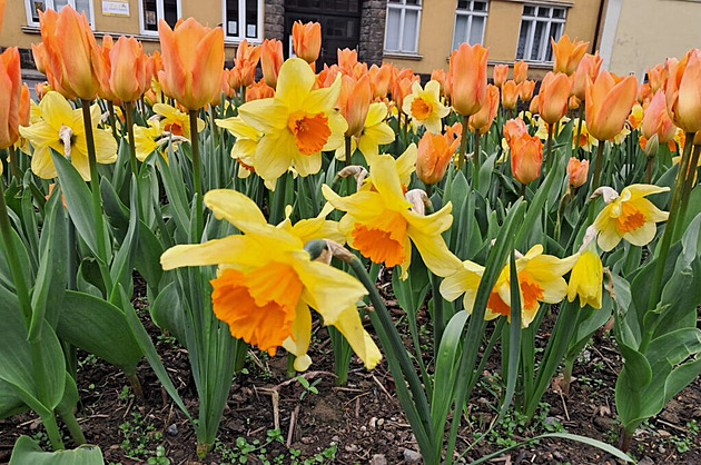 OBRAZEM: Novojičínští mají svou vlastní květinovou směs. Září jako dukáty