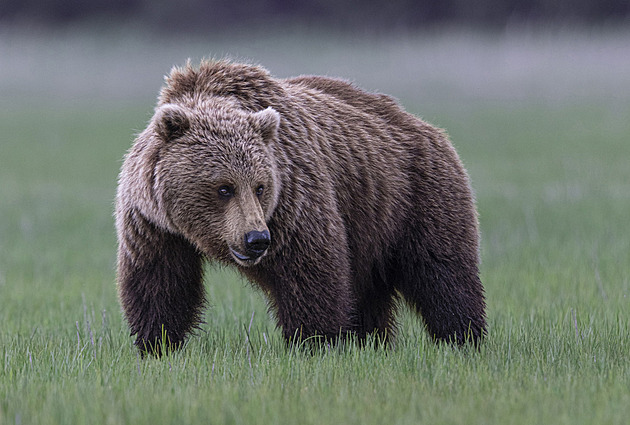 Medvěd v Yellowstonském parku zranil dva turisty. Část oblasti správci uzavřeli